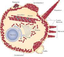 Il citoscheletro All interno del citoplasma esiste una rete di sottilissime fibre proteiche, chiamate citoscheletro, che danno sostegno alla cellula.