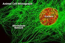 È costituito da tre diversi tipi di fibre: microfilamenti: sono i più sottili ed hanno capacità contrattile.
