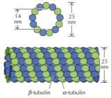 I microtubuli Si tratta di strutture cilindriche cave Sono costituiti da molecole di una particolare proteina chiamata tubulina.