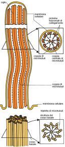 Entrambi sono costituiti da microtubuli disposti a coppie ed avvolti dalla membrana plasmatica. Nel citoplasma, queste strutture sono ancorate ad una struttura di chiamata corpo basale.