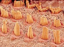 sonore. La parete Nelle cellule vegetali, subito al di fuori della membrana, vi è una rigida parete cellulare.
