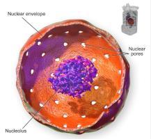 Il nucleo Anche se non è un vero e proprio organulo, esso è comunque la struttura più importante di una cellula.