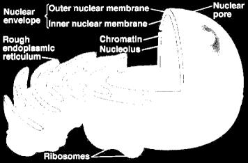 Il nucleo All interno del nucleo troviamo una sostanza omogenea, la cromatina, composta