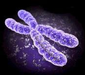 I cromosomi In particolari occasioni la cromatina perde la sua omogeneità e si organizza in strutture dette cromosomi.