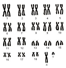 Però, quando si rendono evidenti, i cromosomi si sono duplicati per cui si vedono 4 bracci, due a due uguali. La metà identica di ciascun cromosoma si chiama cromatidio.