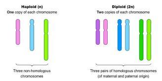 Nelle cellule di uno stesso organismo (e in tutti gli organismi appartenenti alla stessa specie) il numero dei cromosomi è sempre lo stesso.