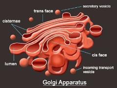 L apparato di Golgi L apparato di Golgi svolge due importanti funzioni: 1. riceve le proteine dal RER e le impacchetta all interno di vescicole per inviarle alle loro destinazioni finali; 2.