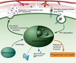 I lisosomi Gli enzimi contenuti nei lisosomi si occupano inoltre di eliminare i componenti deteriorati della cellula, attraverso un processo detto autofagia.
