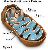 I mitocondri Sono presenti in tutte le cellule eucariotiche, hanno forma allungata e possiedono una doppia membrana: una esterna ed una interna.