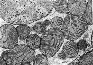 Nei mitocondri avviene la respirazione cellulare, ovvero la degradazione delle molecole complesse a molecole semplici. Essi sono quindi connessi con la produzione di ATP.