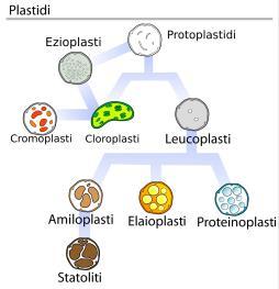 I plastidi Sono organuli presenti solo nelle cellule eucariotiche vegetali. Appartengono al gruppo dei plastidi, di cui ne esistono svariati tipi, ciascuno con una propria funzione.