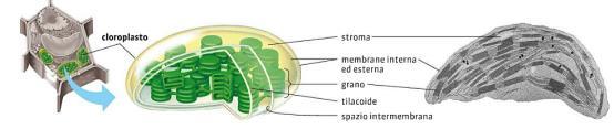 grassi. I cloroplasti I cloroplasti possono variare per dimensione e per forma e, come i mitocondri, sono circondati da due membrane e possiedono al loro interno DNA e ribosomi.