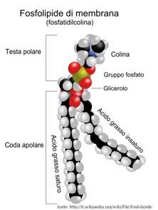 Esame svizzero di maturità, OS biologia chimica, sessione giugno 2012 4.