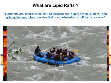 Rafts di membrana 2 parte Tipi di rafts lipidici 1 CAVEOLAE: Piccole invaginazioni a forma di fiasco. arricchite di caveolina.