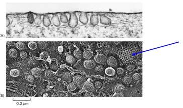 della membrana plasmatica: http://www.ruf.rice.edu/~rur/issue1_files/razani.html http://www.bms.ed.ac.uk/research/others/smaciver/cyto Topics/caveolae.