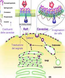 Proteine e lipidi concentrati nelle caveolae EGFR: epidermal growth factor receptor; IGFR, insulin growth factor receptor; PDGFR, platelet derived growth factor receptor; VEGFR, vascular