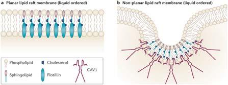 Diseases in which lipid rafts are involved La membrana plasmatica è composta da microdomini rafts lipidici e «non lipid raft».