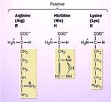 SBD: Dominio di legame a glicosfingolipidi Dominio flessibile che contiene residui aminoacidici che inducono cambi di direzione (Gly, Pro), basici (Arg, Lys, His) e aromatici