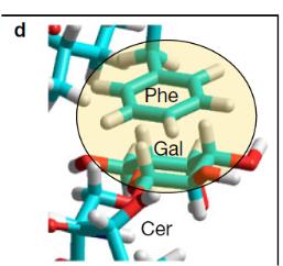 Questo accatastamento è tipico di molte interazioni proteina zuccheri e specialmente per l anomero β dei residui di galattosio (ciò a causa della particolare stereochimica di