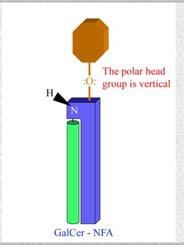 Ruolo delll idrossilazione dell acido grasso del GalCer La presenza del gruppo α OH nella catena acilica dell impalcatura di ceramide del GalCer permette la formazione un legame di idrogeno che