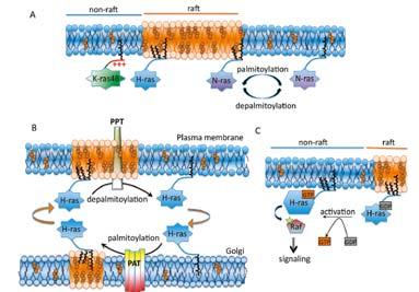 Le proteine ancorate a GPI hanno di solito catene aciliche sature che probabilmente si inseriscono preferenzialmente nei microdomini GSLs.