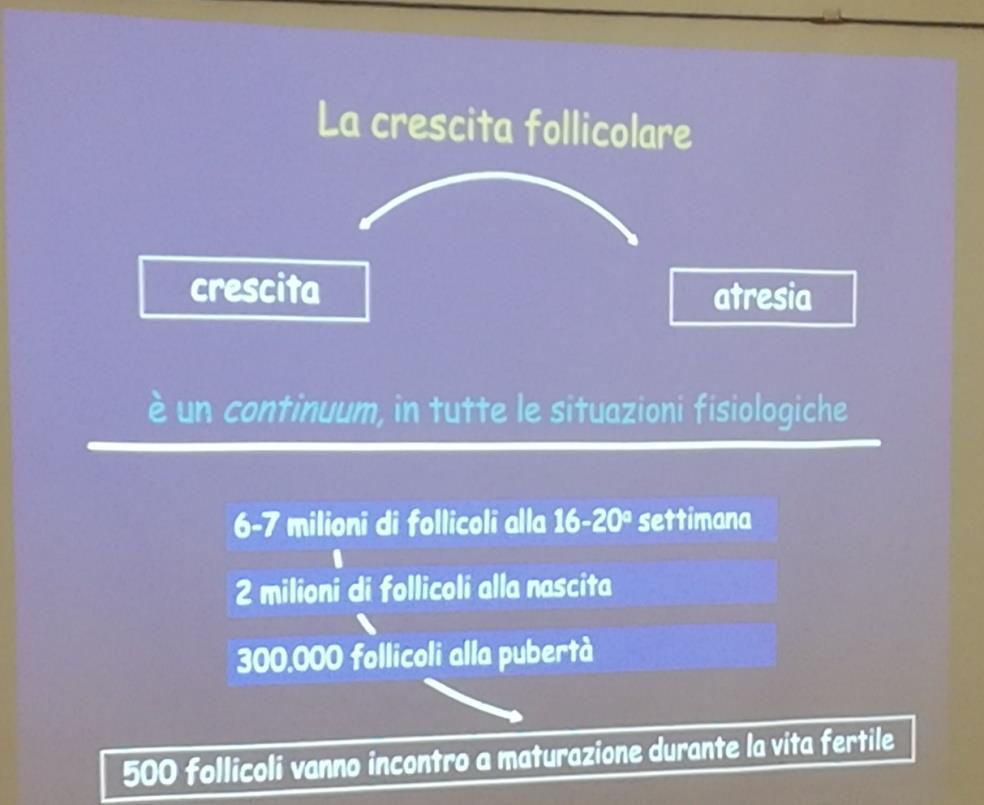 fase successiva regolata dall attività gonadotropinica.