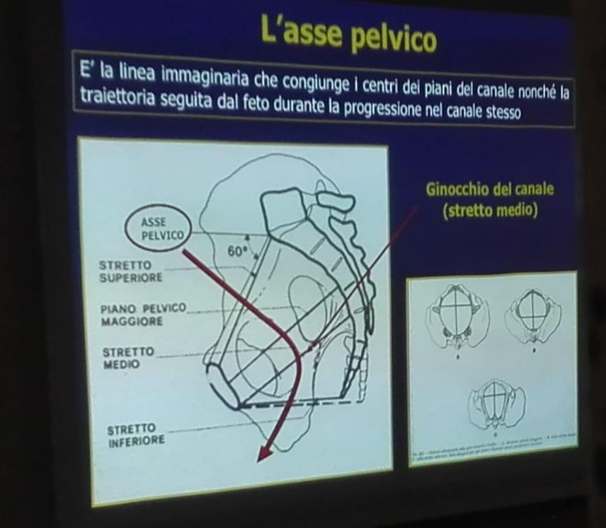 L asse pelvico è la linea immaginaria che congiunge i centri dei piani del canale nonché la traiettoria seguita dal feto durante la progressione nel canale stesso.