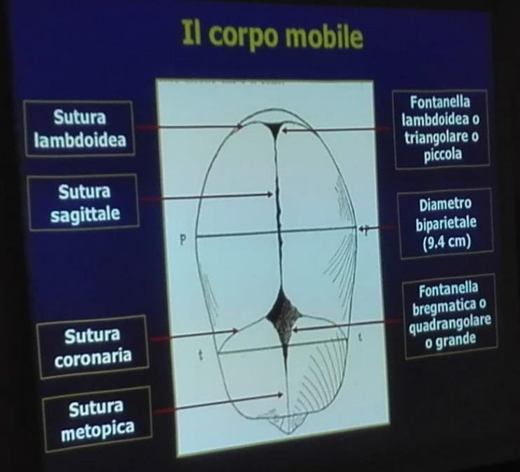 I rapporti vengono distinti in intrinseci (atteggiamento) ed estrinseci (situazione, presentazione, posizione). L atteggiamento stabilisce il rapporto delle singole parti fetali tra loro.