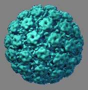 Esempio dell HPV Composizione bivalente 20 µg HPV 16