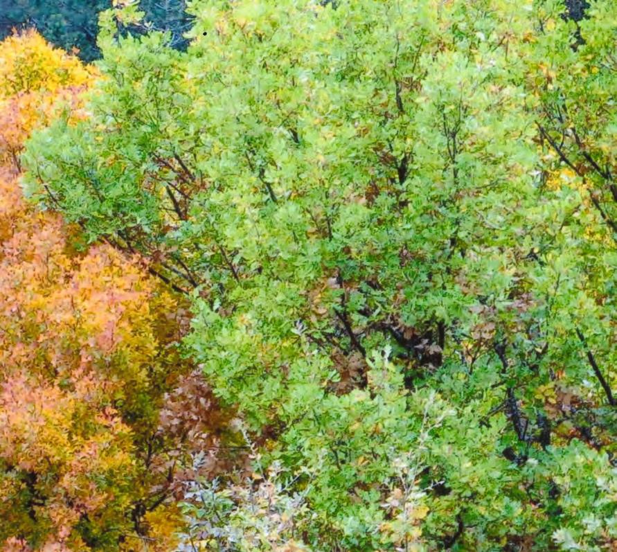 Foglie che muoiono a colori o colori che