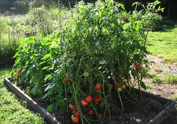 Incremento valore nutrizionale Contenuto