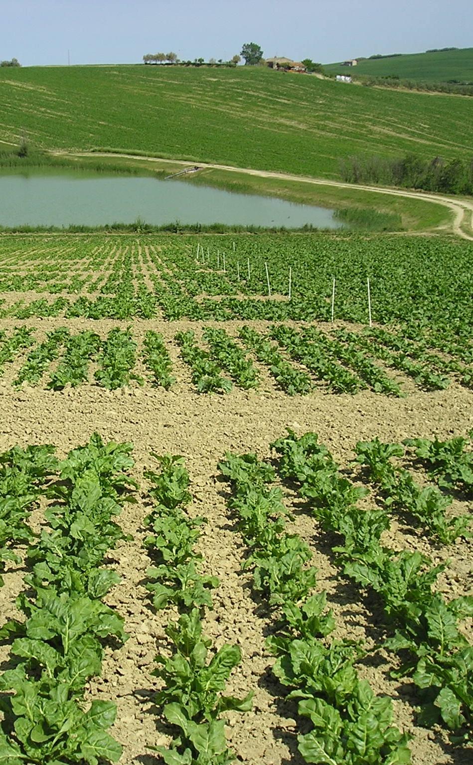 COSA FA BETA Sperimentazione e ricerca: barbabietola da zucchero; colture agro-energetiche colture innovative ad uso no food colture ad uso alimentare Centro di saggio e