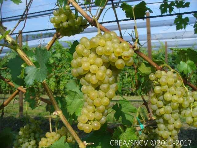 Soreli Costitutore: Vcr-Università di Udine Vendemmia: prima epoca / precoce Colatura: rara Disseccamento rachide: no Compattezza del grappolo: tendenzialmente compatto