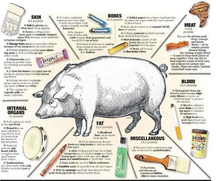 La logica del maiale:
