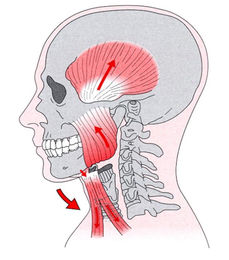 Corretto allineamento sistema posturale armonia tra sovraioidei, sottoioidei, flessori ed estensori rachide cervicale Stabilizzazione testa I muscoli temporali, masseteri e pterigoidei interni