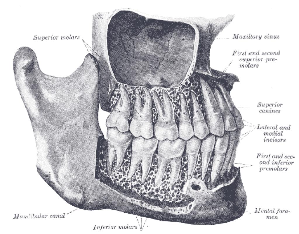 Apparato Stomatognatico: arcate gengivo-dentali Arcate gengivo-dentali: - processi alveolari di ossa mascellari e mandibola - denti - articolazioni radice/alveolo (gonfosi) - gengiva Un'occlusione