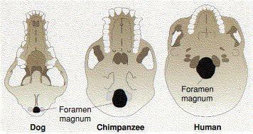 Apparato Stomatognatico: evoluzione L apparato stomatognatico dell uomo è il risultato di modificazioni posturali legate alla conquista della stazione eretta.