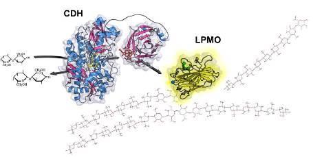 Monoossigenasi da fungo (LPMO) Molecular Biology