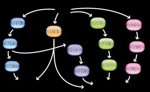 1,2 BAD, BCL2-associated agonist of death; STAT3, signal transducer and activator of transcription 3; S6K, ribosome protein S6 kinase; ERK, extracellular signal-regulated kinase.