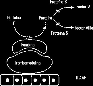 Sorprendentemente la trombina che si è legata alla trombomodulina adesso attiva la proteina C e perde la sua capacità di attivare le piastrine e l attività di serin proteasi nei confronti degli altri