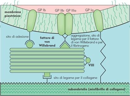 Adesione Quando il vaso sanguigno viene leso, le piastrine aderiscono ai diversi componenti del sottoendotelio, in dipendenza della portata del vaso sanguigno.