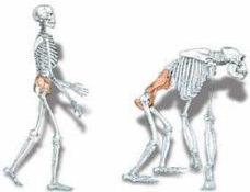 aggiunto nulla alla struttura ereditata dai vertebrati inferiori.