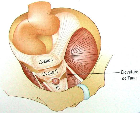 Anatomia pavimento pelvico Tre livelli di supporto pelvico: Arcus