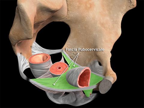 LIVELLO II Fascia pubo-cervicale e retto-vaginale Arco tendineo fascia endopelvica Funzione: livello di ancoraggio 53 54 Una Fascia Endopelvica