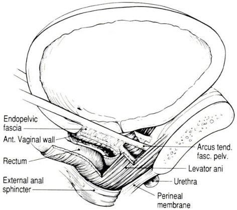 58 57 58 Un diaframma pelvico in buone condizioni previene l erniazione della