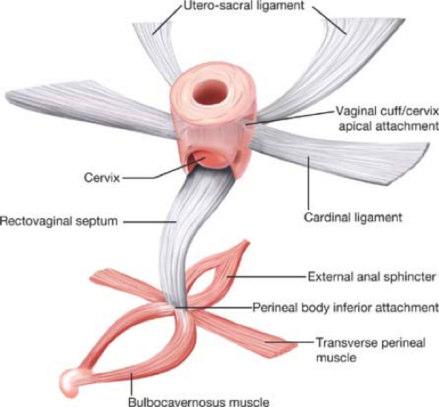 Schematic representation of connective tissue support of the uterus and upper two thirds