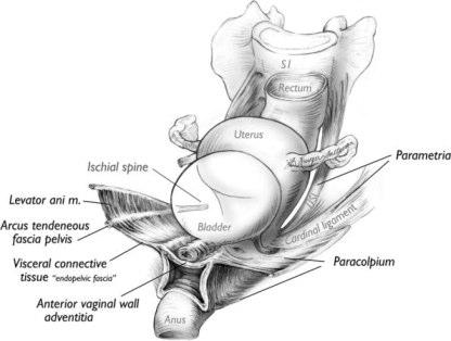 Urethra and vagina were transected just above the pelvic floor muscles.