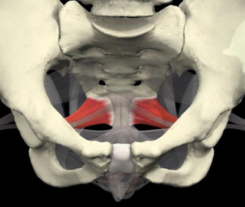 uno strato intermedio, costituito dal muscolo elevatore dell ano e dalle sue fasce inferiore e superiore (fascia pelvica), a formare il diaframma pelvico II diaframma pelvico è costituito