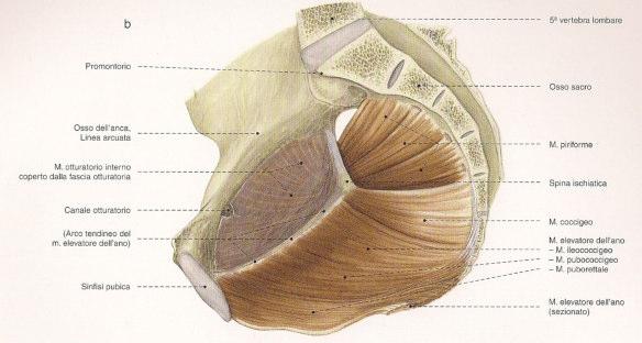 97 98 97 98 Anatomy of the Pelvis: How the Pelvis Is Built for Support. Corton, Marlene Clinical Obstetrics & Gynecology. 48(3):611-626, September 2005. FIGURE 1.