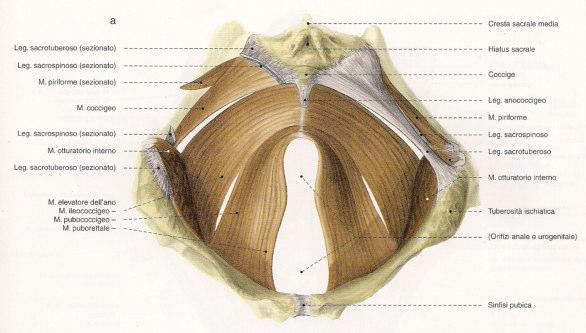 Superficial perineal muscles and perineal membrane have been removed on the left to show attachments of the levator ani (LA) muscles to the distal vagina, anus, and perineal body.